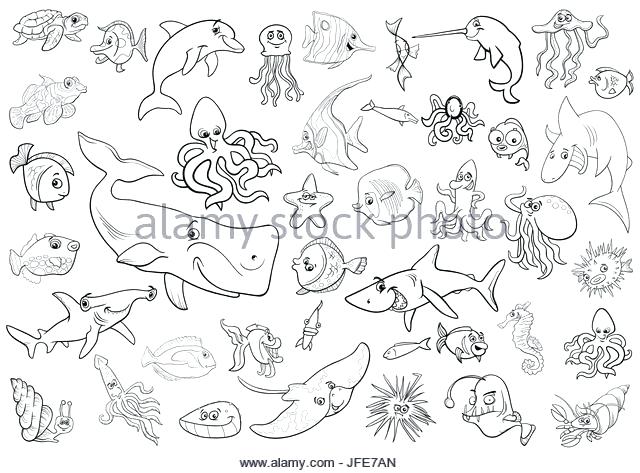640x473 Sea Urchin Coloring Page Star Fish Coloring Page Sea Urchin