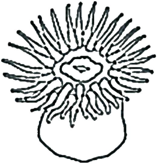 520x543 Sea Urchin Coloring Page Wave Coloring Page Breaking Pages