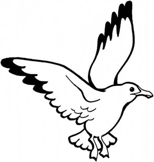 600x630 Seagull Coloring Page