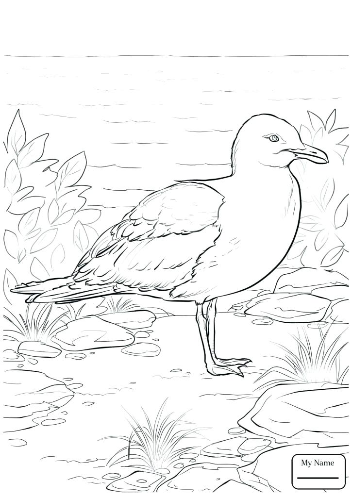 725x1024 Seagull Coloring Page New Seagull Coloring Page Gull Flying