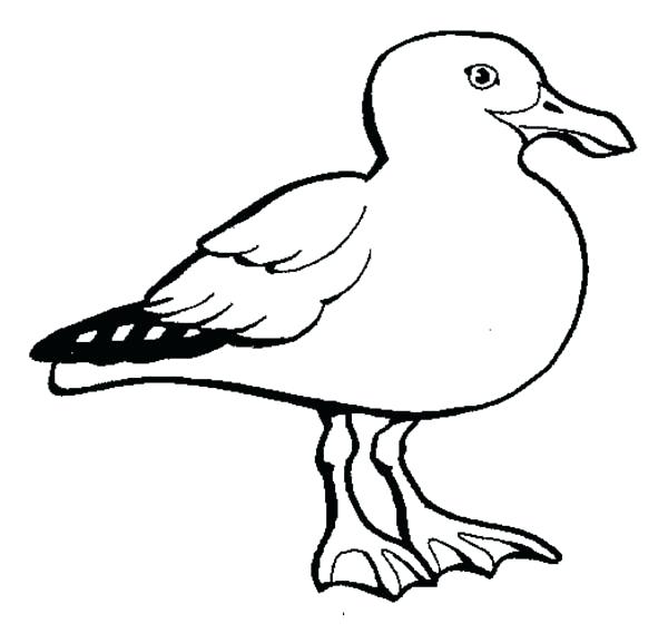 600x568 Seagull Coloring Page Seagull Coloring Pages