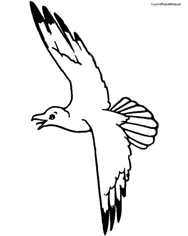 612x767 Elegant Seagull Coloring Page 32 In Download Coloring Pages