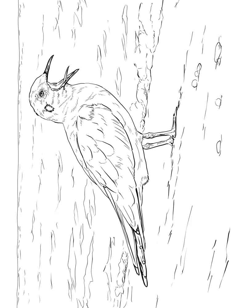 750x1000 Seagull Coloring Pages. Download And Print Seagull Coloring Pages