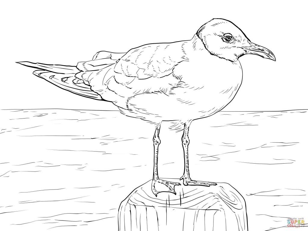 1024x768 Laughing Gull For Coloring Page