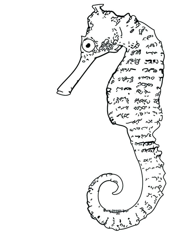 618x824 Sea Horse Coloring Pages Seahorse Coloring Page Interactive Online
