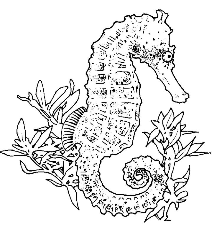736x768 Realistic Seahorse Coloring Page Seahorse