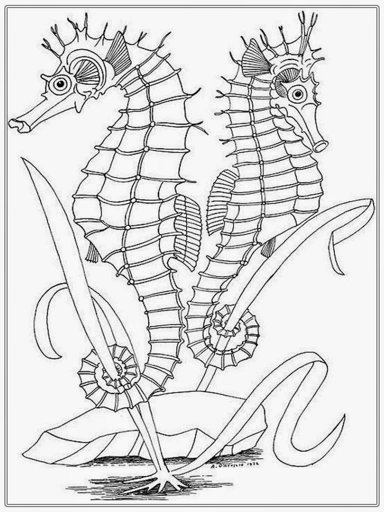 Seahorse Coloring Pages For Adults