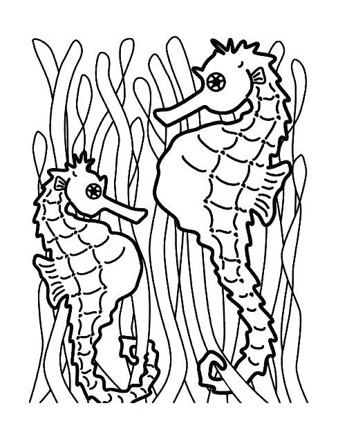 489x632 Seahorse Coloring Pages Great Seahorse Coloring Page Perfect