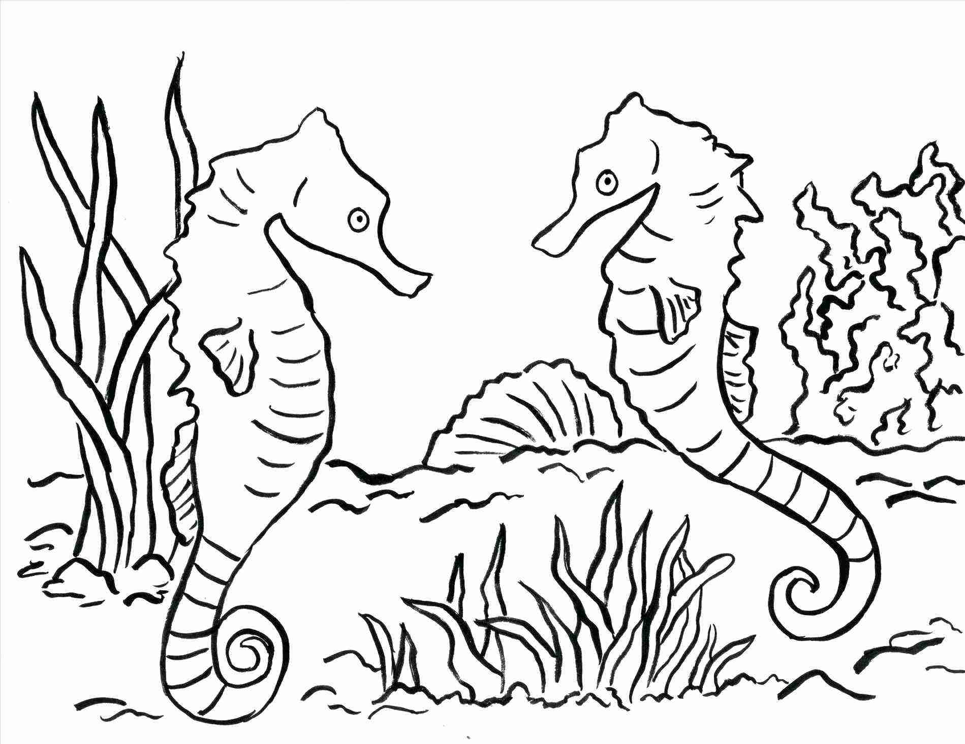 1899x1465 Free Printable Seahorse Coloring Pages For Kids Pleasing Sea Horse