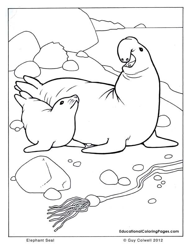 612x792 Seal Coloring, Sea Animals Coloring, Ocean Animals Coloring