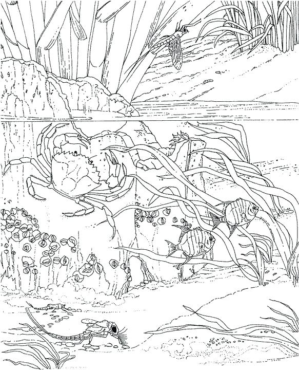 583x720 Ocean Coloring Page Seascape Ocean Coloring Page Printable Ocean