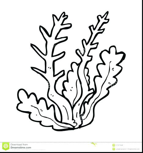 468x500 Coral Coloring Pages Coral Coloring Pages Lovely Seascape Coloring
