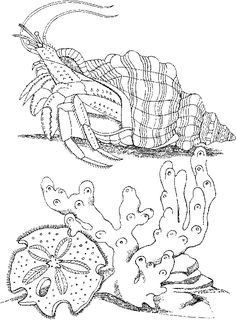 236x320 Free Seascape Coloring Pages Color Pages Free
