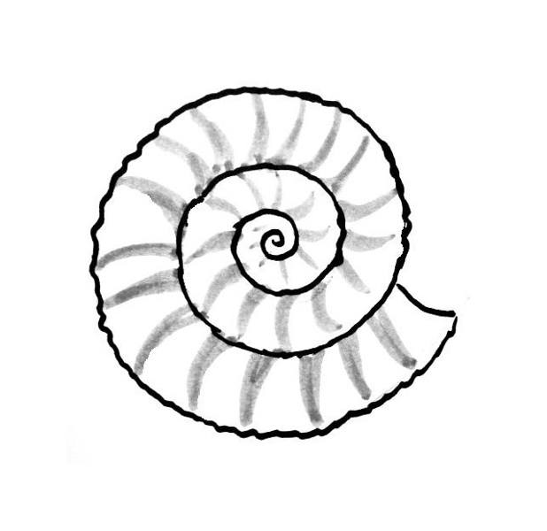 618x600 Sea Shell Coloring Pages