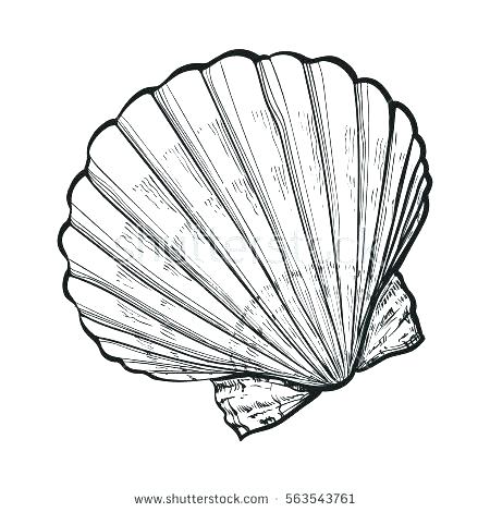 450x470 Seashell Coloring Page Simple Seashell Coloring Page Seashell