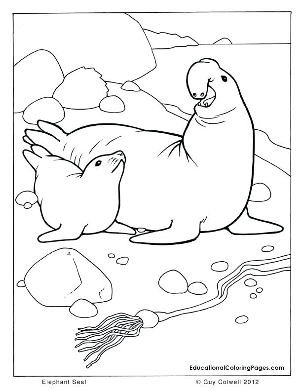 612x792 Ocean Animals Coloring Pages Sea And Seashore Book One Coloring