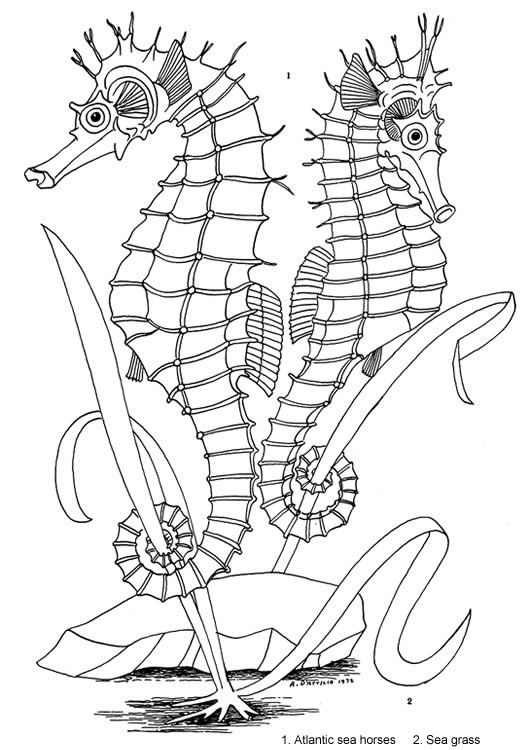 529x750 Seashore Life Coloring Book Welcome To Dover Publications Coloring