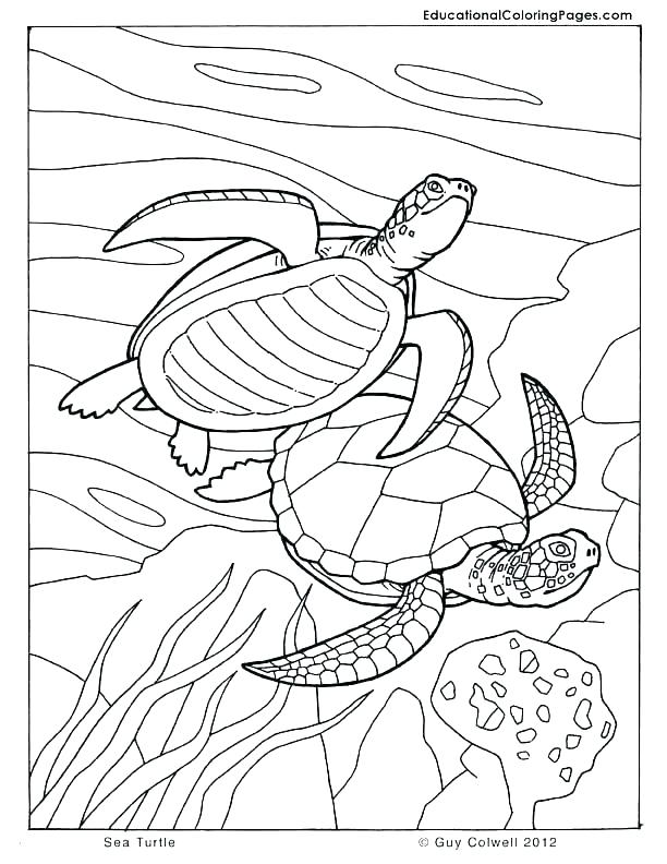 612x792 Seashore Coloring Pages Free Bliss Seashore Coloring Book Your