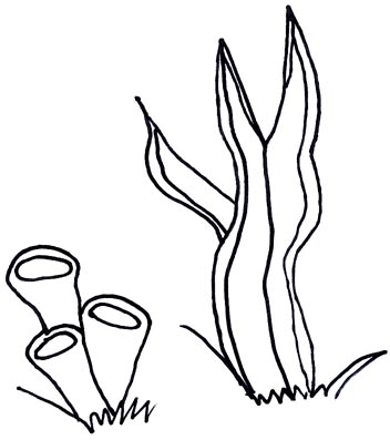 Seaweed Coloring Pages