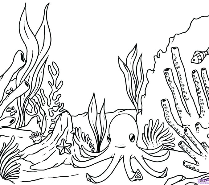 678x600 Seaweed Coloring Pages Coral Coloring Pages Coloring Pages Coral