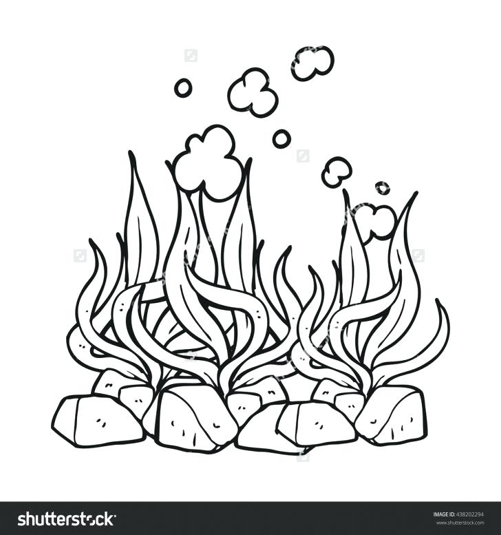 728x777 Seaweed Coloring Pages Medium Size Of Seaweed Coloring Pages