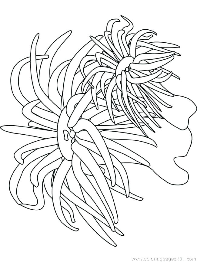 650x866 Coral Coloring Pages Seaweed Coloring Pages Seaweed Coloring Pages
