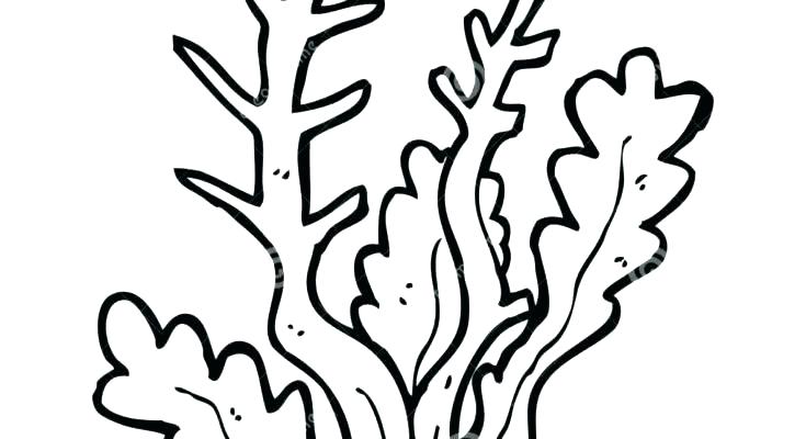 735x400 Seaweed Coloring Pages Bellabarewear.us