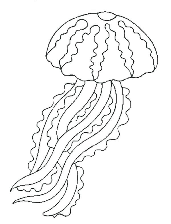 600x785 Seaweed Coloring Pages