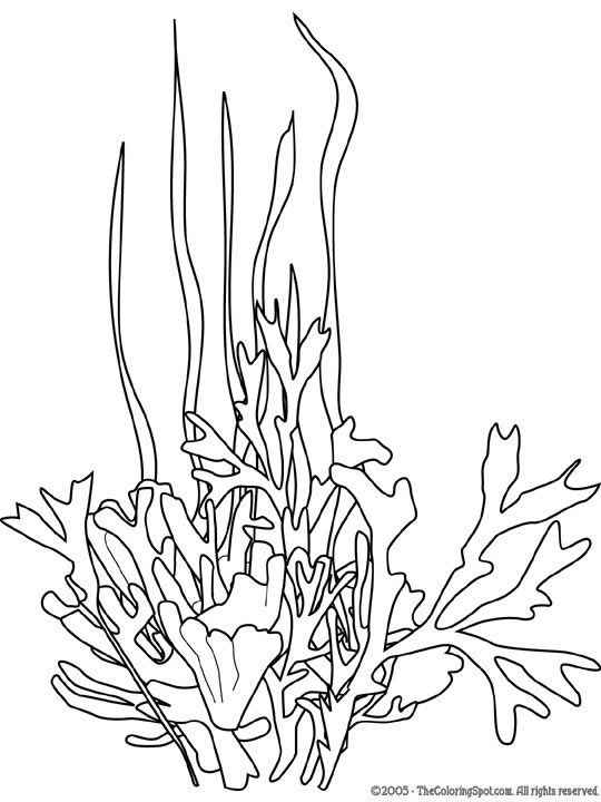 540x720 Printable Seaweed Coloring Pages