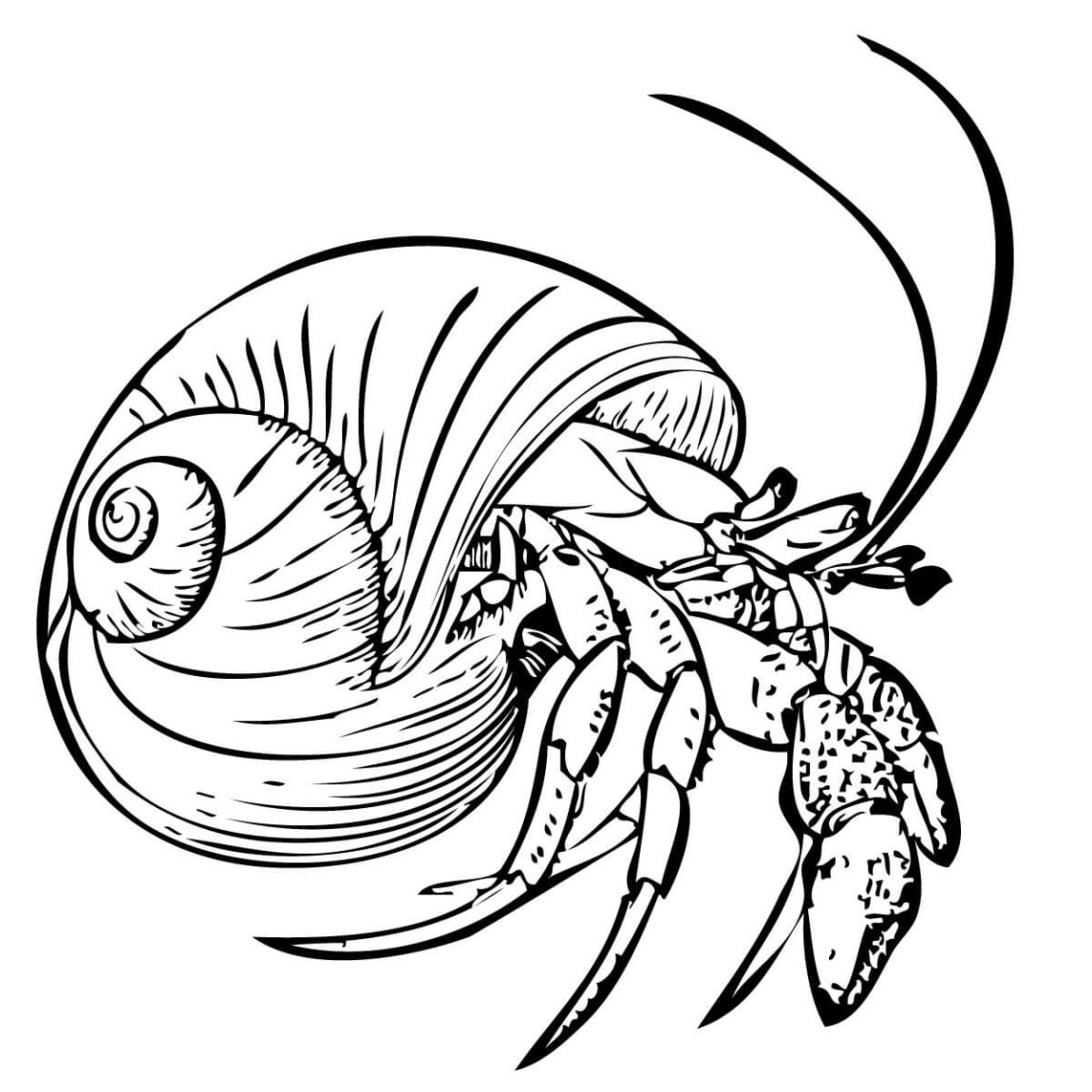 1150x1150 Sebastian The Crab Coloring Pages About On With Throughout All