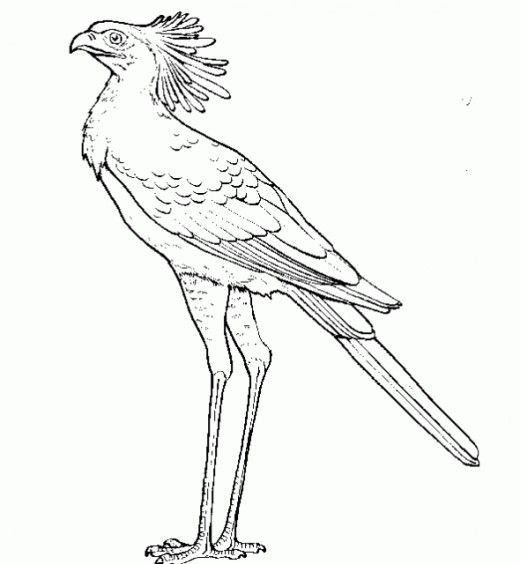520x564 Secretary Bird (Amp Other Raptor) Coloring Page For The Kids