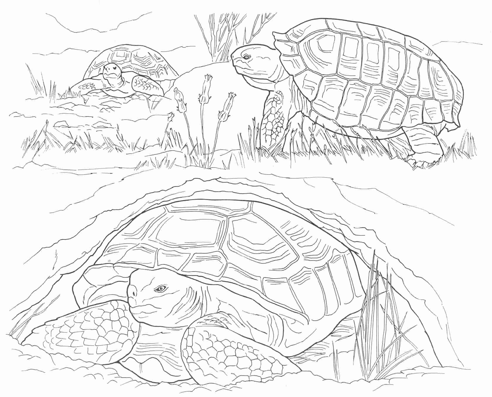 1671x1348 11 September 11 Coloring Pages Coloring Page