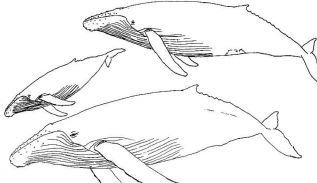 317x183 Printable Coloring Sheet Coloring Pages Download