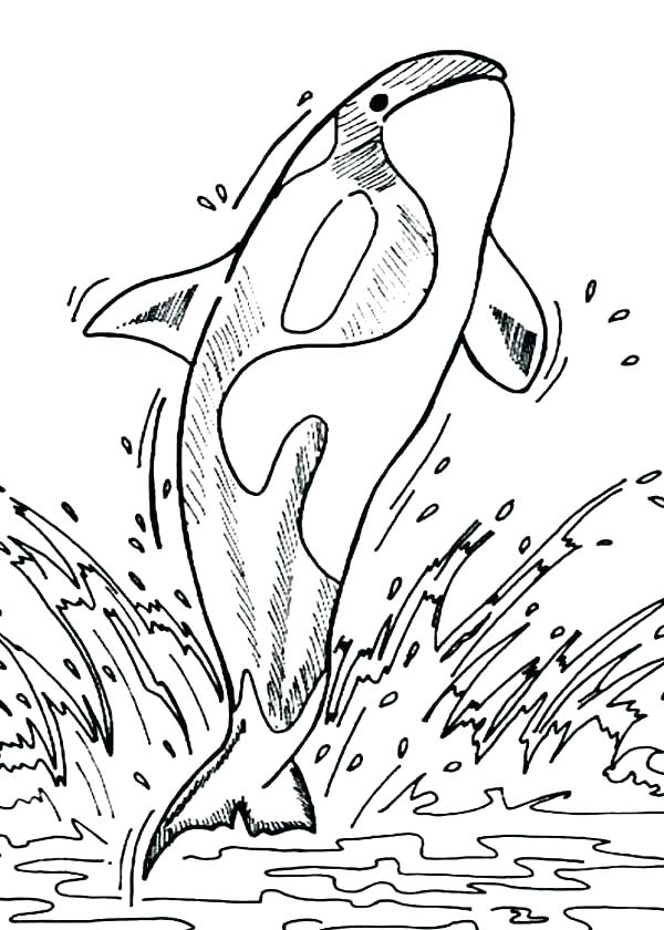 600x840 Shamu Coloring Pages Coloring Coloring Pages Sheets Shamu