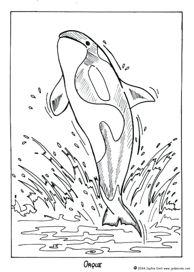 643x900 Shamu Coloring Pages Coloring Pages Clip Art On Shamu Printable