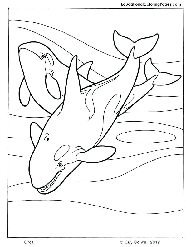 612x792 Shamu Coloring Pages Coloring Pages Coloring Pages Killer Whale