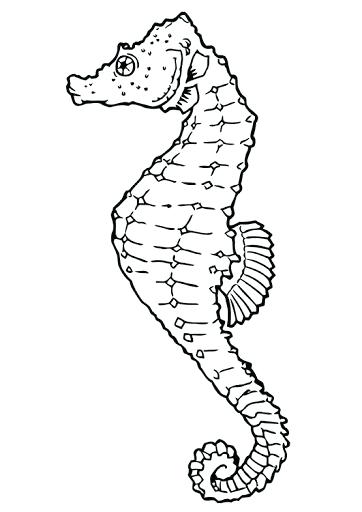 362x512 Shamu Coloring Pages Coloring Pages Free Download Clip Art