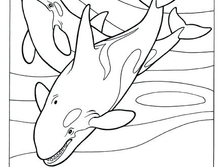 440x330 Shamu Coloring Pages Coloring Pages Shamu Printable Coloring Pages