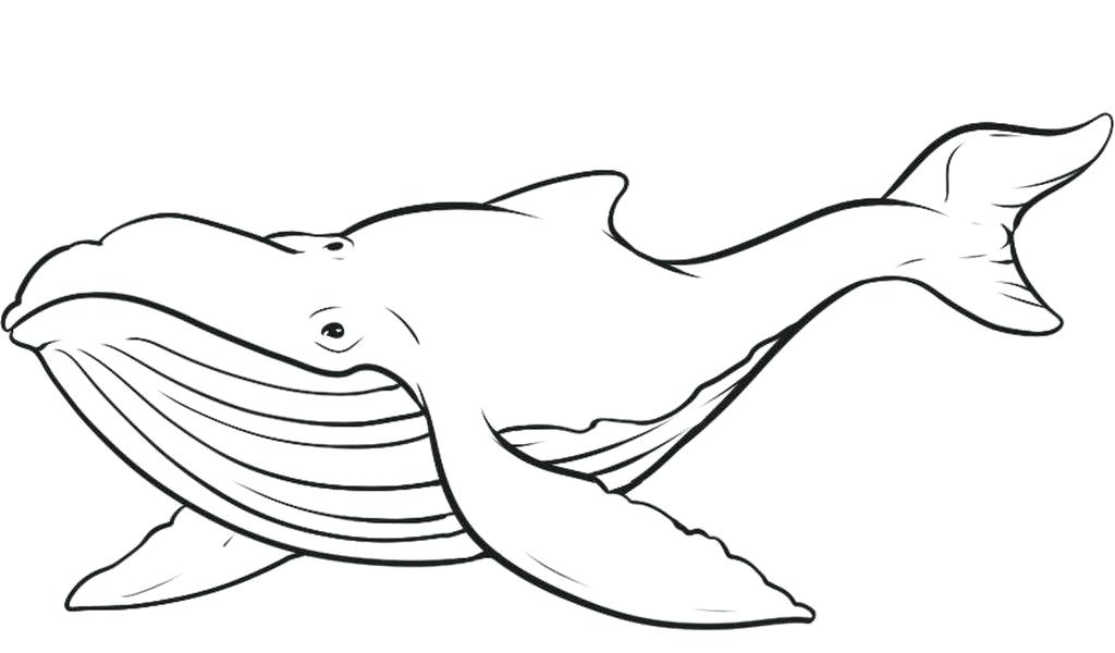 1024x600 Shamu Coloring Pages Killer Whale Coloring Page Coloring Shamu