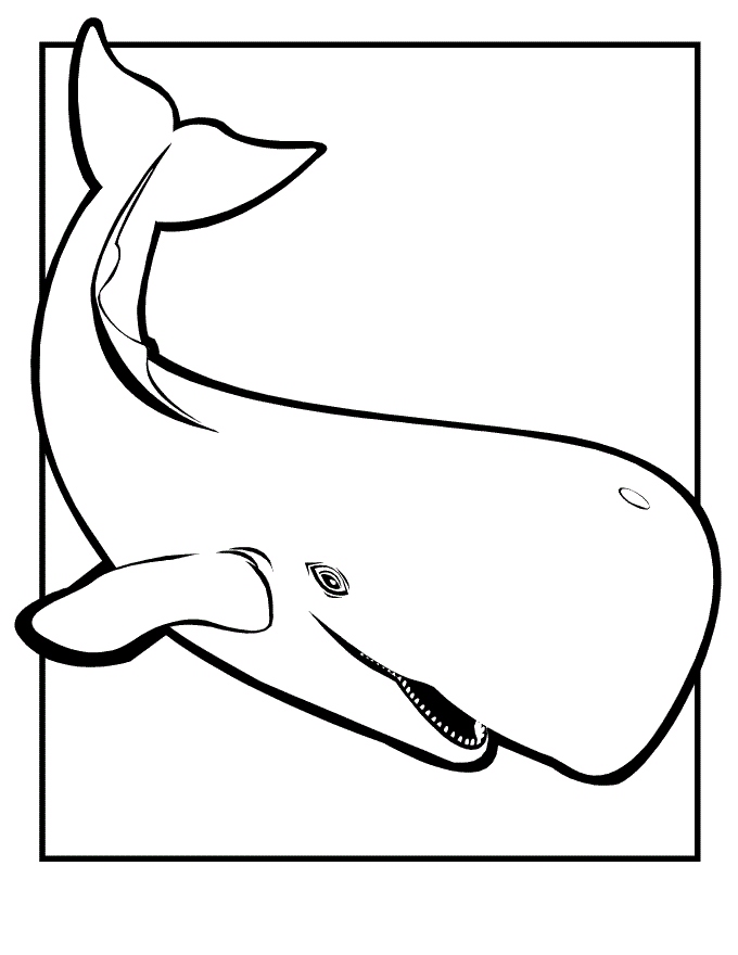 680x880 Killer Whale Coloring Pages Lovely Killer Whales Shamu Coloring