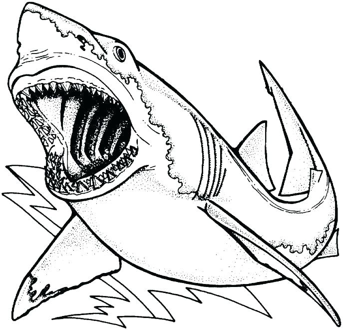 687x660 Coloring Pages Shark Luxury Great White Shark Coloring Pages Shark