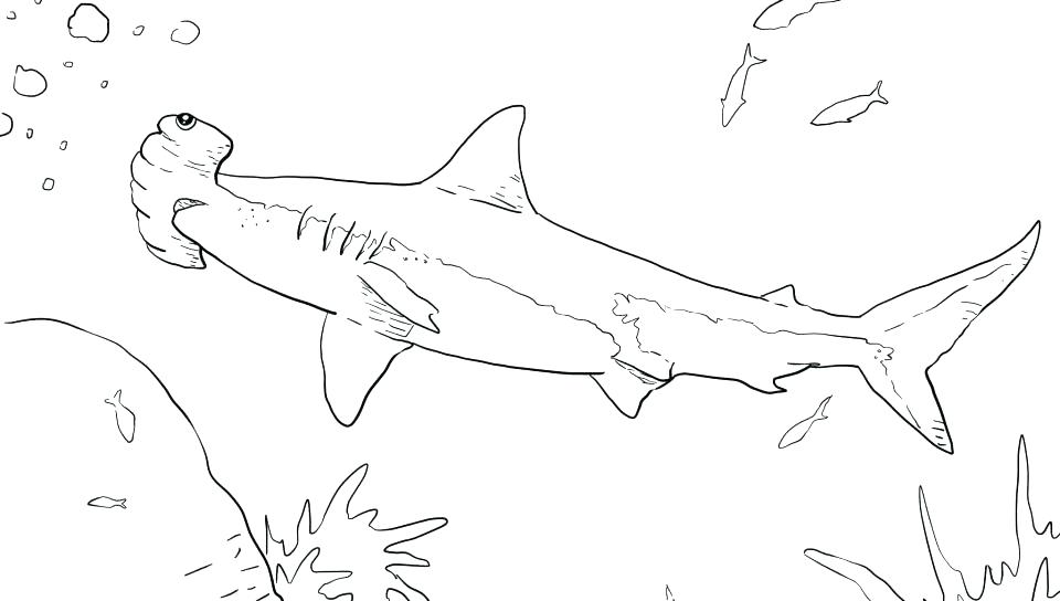 960x544 Free Printable Great White Shark Coloring Pages Kids Coloring