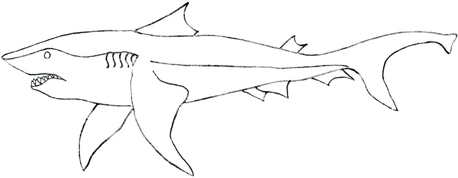 900x350 Shark Coloring Pictures Shark Coloring Pages To Print Shark
