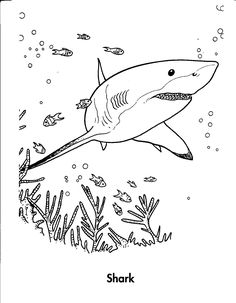 236x303 Sharks And Rays Coloring Page Coloring Pages Bull Shark P5735