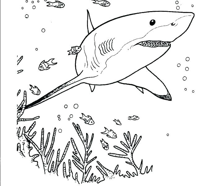 678x600 Bull Shark Coloring Page Shark Coloring Pages Hammerhead Printable