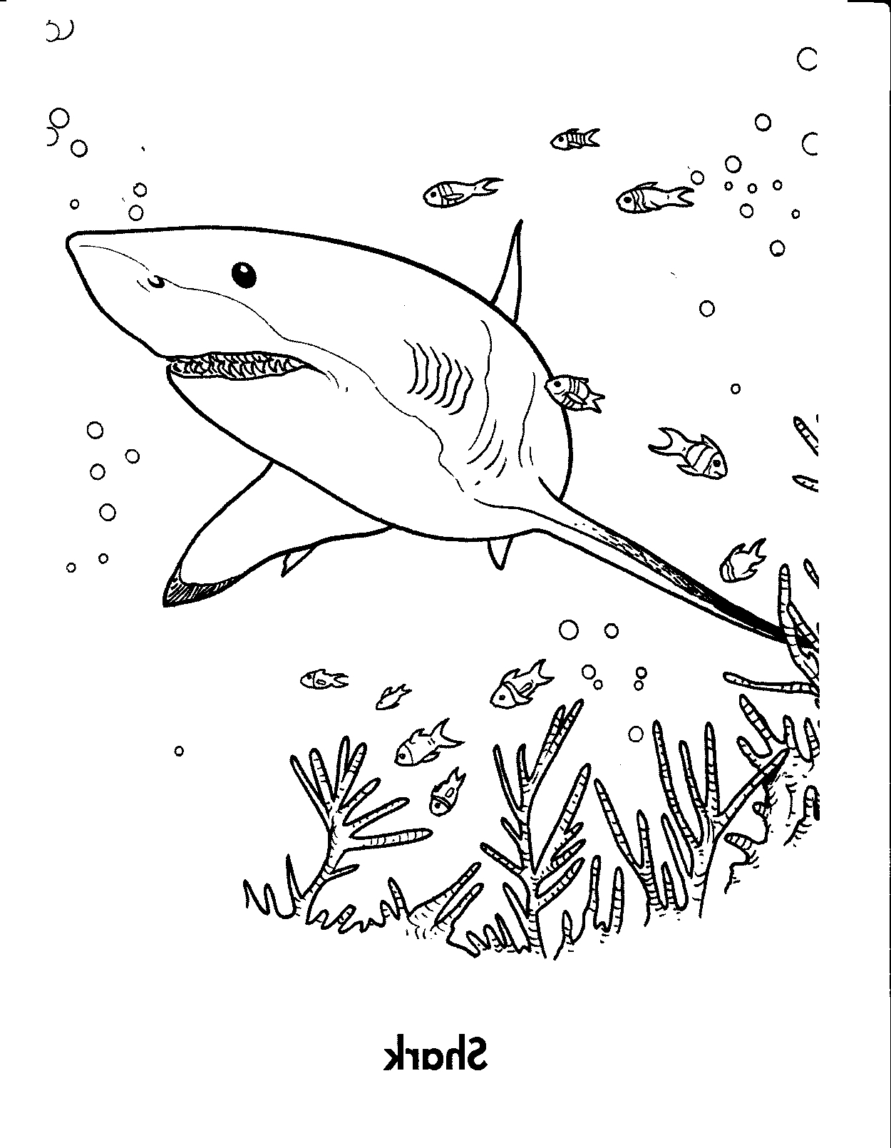 1250x1610 Great White Shark Coloring Pages To Print Great White Shark Free