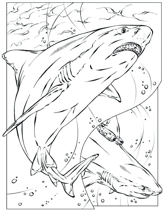 567x730 Shark Coloring Pages Free Realistic Coloring Page Of Shark