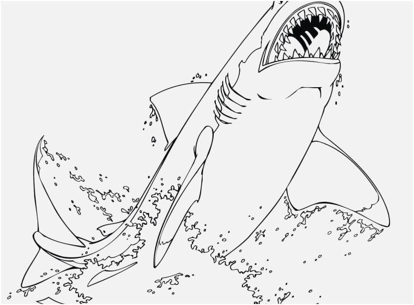 827x609 Great White Shark Coloring Pages Photographs Coloring Page Great