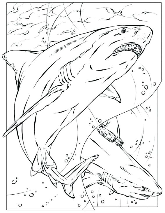 567x730 Online For Kid Shark Coloring Pages For Coloring Site With Best