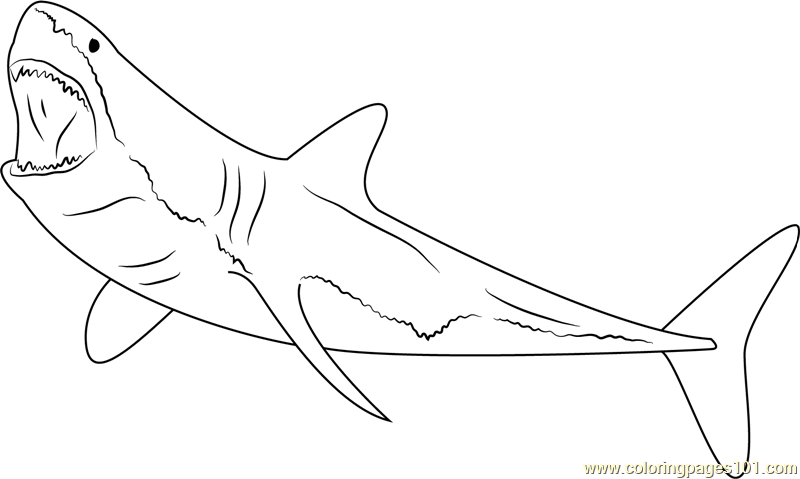 800x479 Great White Shark Coloring Pages Draw Great White Shark Coloring